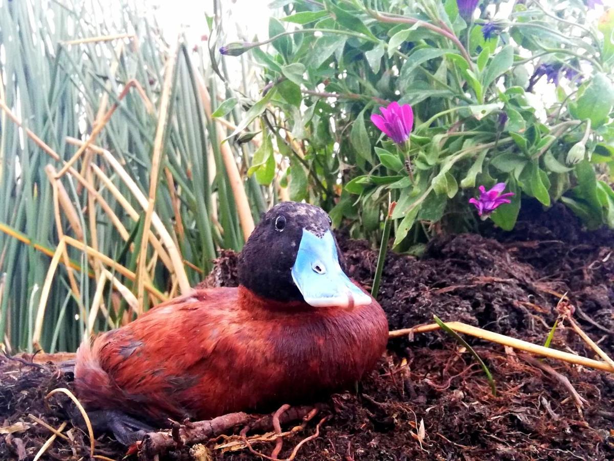Uros Suma Jakaña Lodge Puno Bagian luar foto
