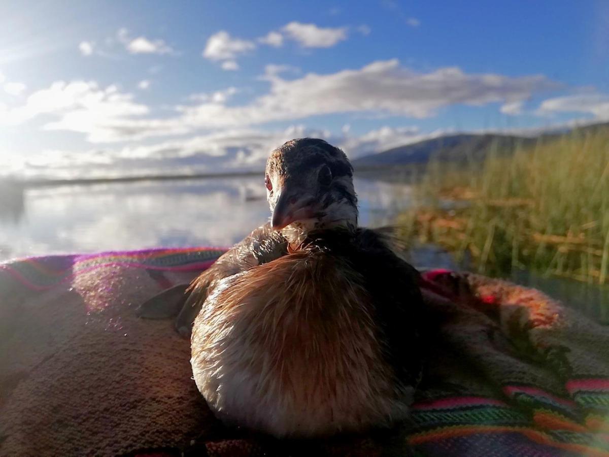 Uros Suma Jakaña Lodge Puno Bagian luar foto